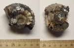 Аммонит Erymnoceras doliforme