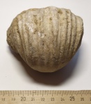 Брахиопода Gigantoproductus