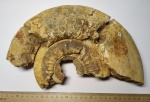 Аммонит Homoeoplanulites difficilis