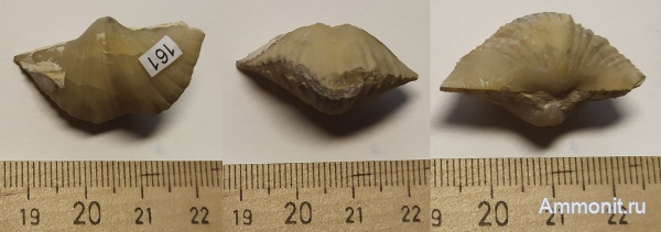 брахиоподы, карбон, Пирочи, Brachythyrina kleini, московский ярус