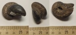 Аммонит Virgatites virgatus с Двустворкой Buchia