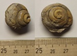 Гастропода Soleniscus