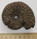 Аммонит Virgatites virgatus