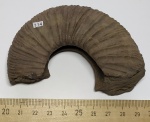 Аммонит Virgatites virgatus
