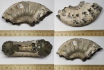 Амммонит Binatisphinctes?