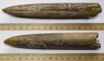 Белемнит Cylindroteuthis с обрастателем - Serpula