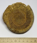 Аммонит Anaplanulites