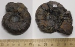 Аммонит Dorsoplanites