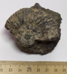 Аммонит Dorsoplanites
