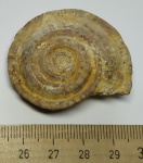 Гастропода Omphalotrochus