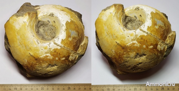 аммониты, юра, келловей, Rondiceras, Никитино