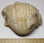 Брахиопода Gigantoproductus