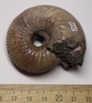 Аммонит Cadoceras