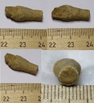 Мшанка Rhombotrypella с прижизненном повреждением