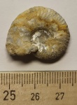 Аммонит Sutneria