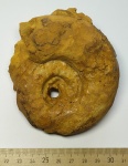 Aspidoceras