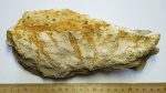 Stigmaria из Шаньского карьера