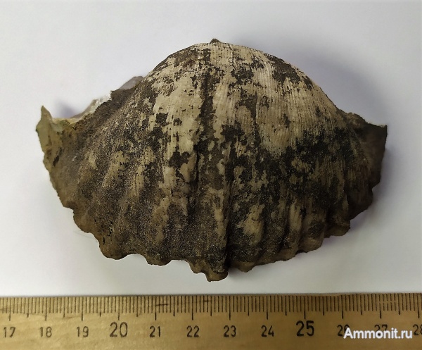 брахиоподы, карбон, Gigantoproductus, Шаньский карьер