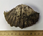 Брахиопода Gigantoproductus