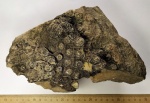 Колониальный коралл Actinocyathus