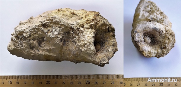 карбон, кораллы, Palaeosmilia