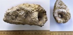 Одиночный коралл Palaeosmilia