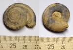 Гастропода Omphalotrochus canaliculatus