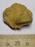 Гастропода Omphalotrochus kalitvaensis