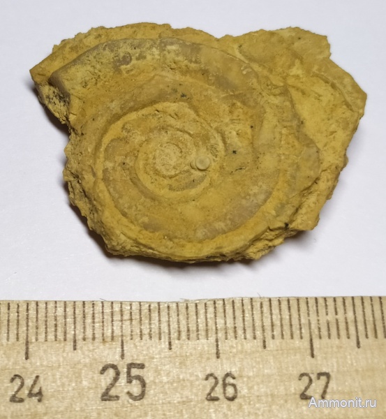 гастроподы, карбон, Euomphalus, гжельский ярус