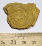 Гастропода Euomphalus