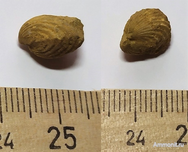 брахиоподы, карбон, гжельский ярус, Hustedia pseudocardium