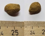 Брахиопода Hustedia pseudocardium
