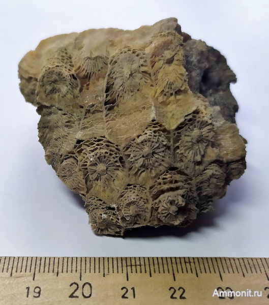 карбон, кораллы, Actinocyathus