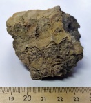 Колониальный коралл Actinocyathus