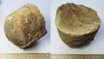 Крупный прямораковинный головоногий моллюск