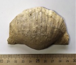 Брахиопода Gigantoproductus