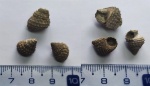 Metriomphalus из Тимонино