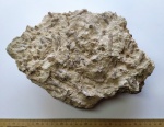 Крупный колониальный коралл из Михайлова