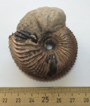 Аммонит Cardioceras из Михайлова