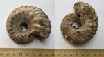 Erymnoceras cf. coronatum из Михайлова