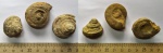 Гастроподы Omphalotrochus из Гжели