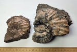 Аммониты Erymnoceras