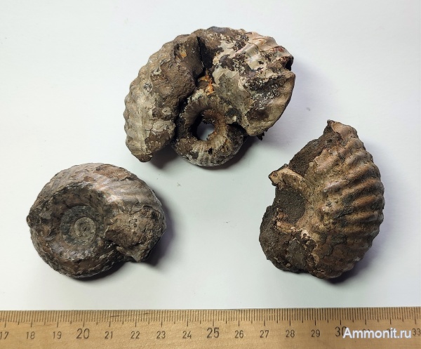 аммониты, юра, Михайлов, Erymnoceras