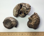 Аммониты Erymnoceras