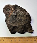 Аммонит Binatisphinctes