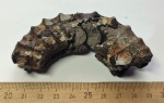 Аммонит Peltoceras sp.