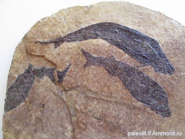 карбон, каменноугольный период, Acanthodiformes