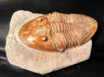 Megistapidella sp.