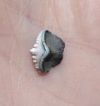 Pristodus? Ctenoptychius lobatus?