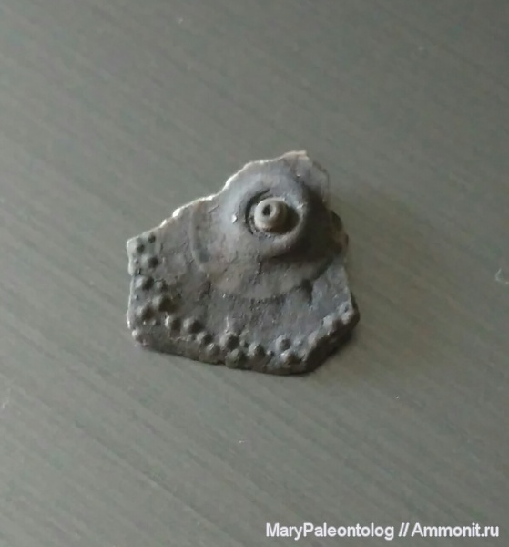 Archaeocidaris